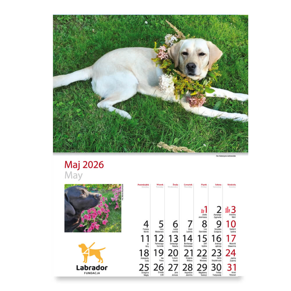 Kalendarz Fundacji Labrador 2026 - obrazek 7